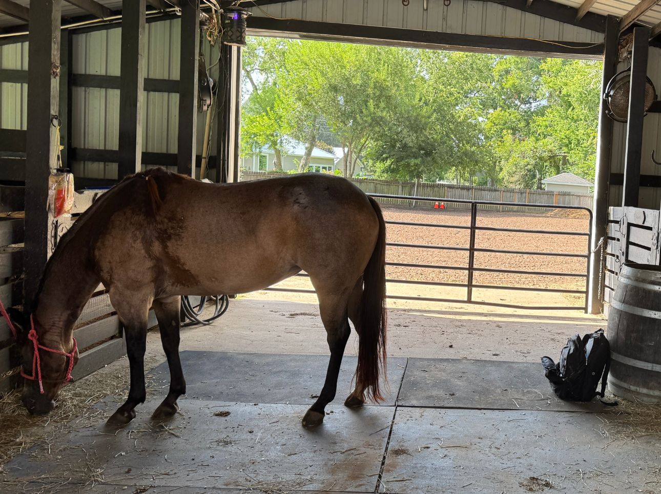 K&H Equine gallery photo 1