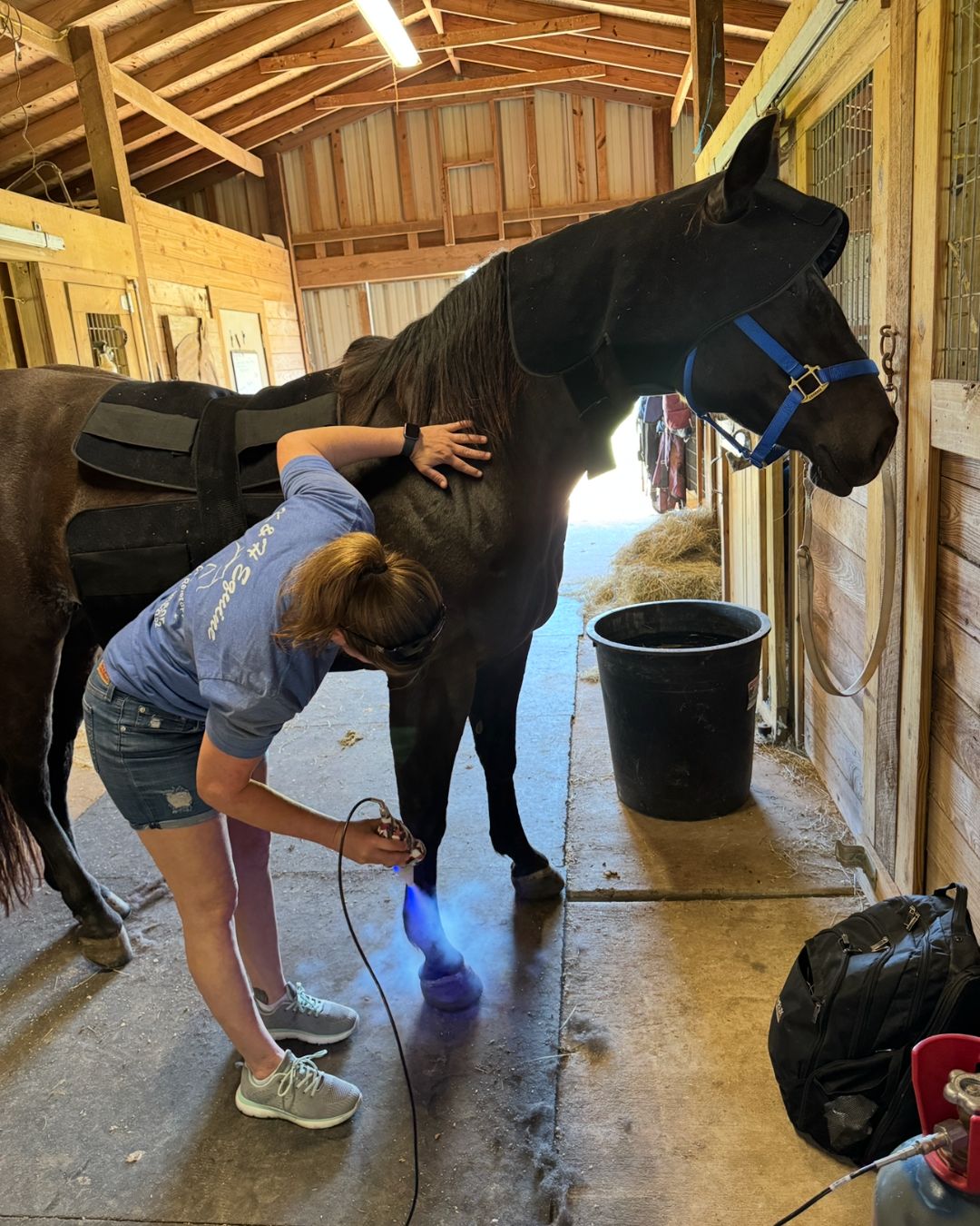 K&H Equine gallery photo 11