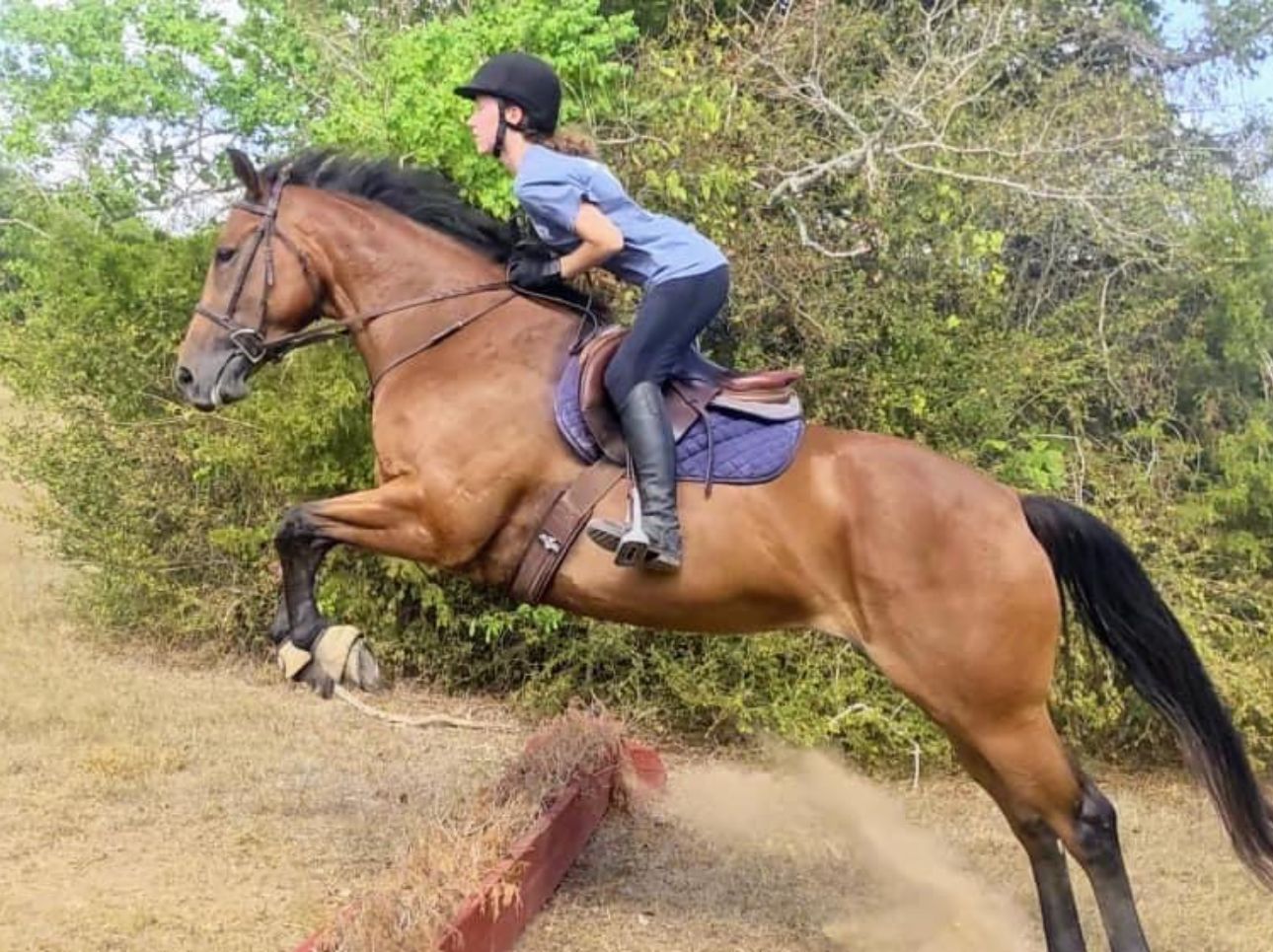 K&H Equine gallery photo 17
