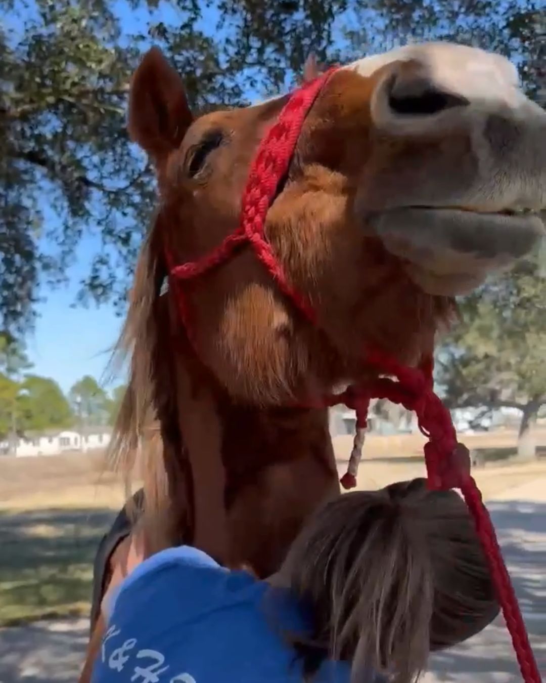 K&H Equine gallery photo 6