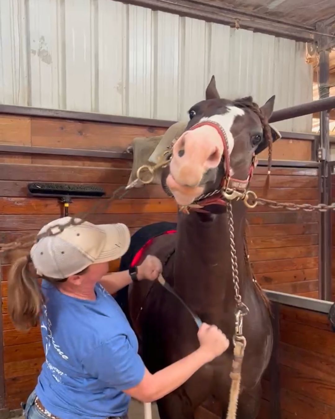 Equine myofascial release session