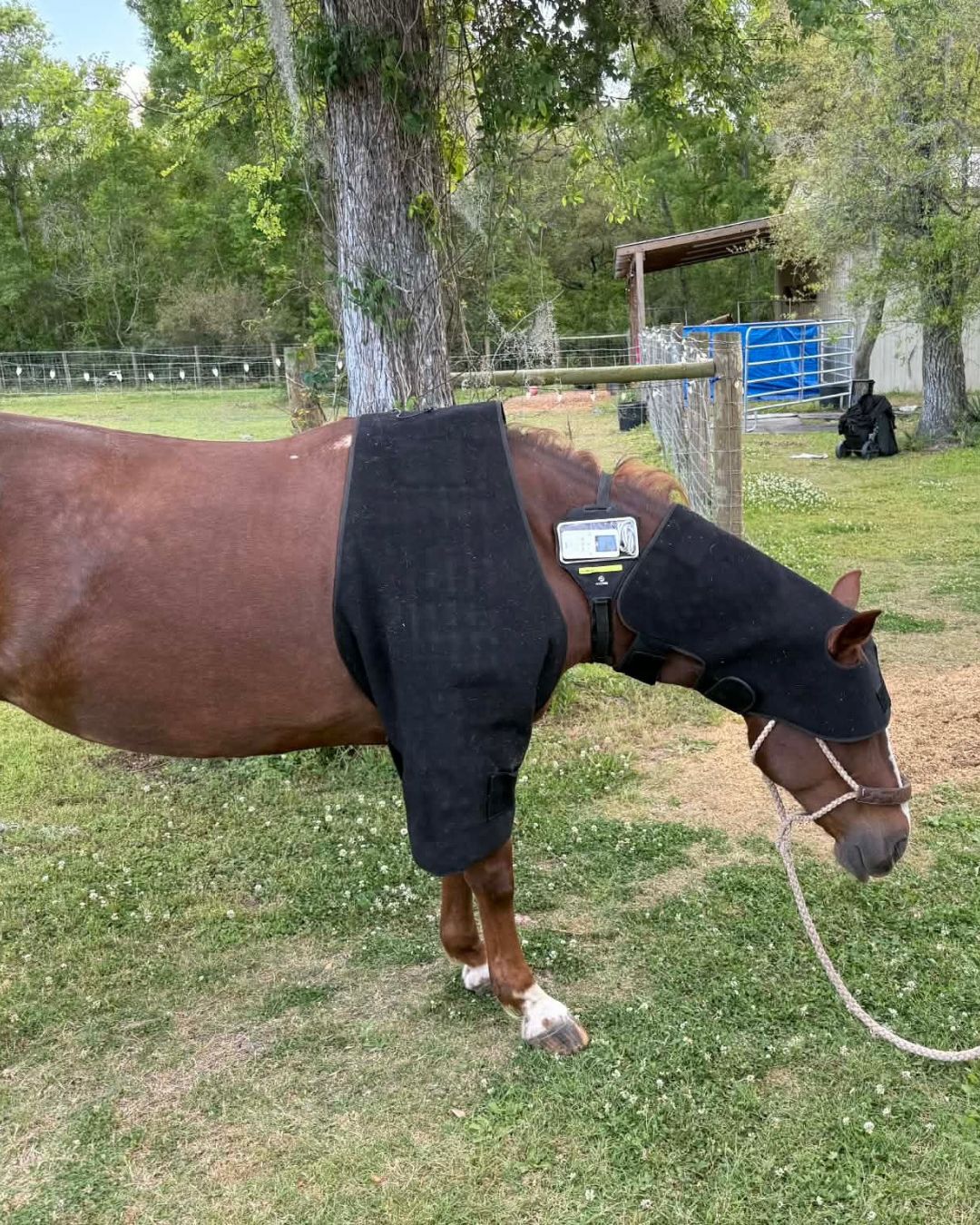 Horse receiving red light therapy